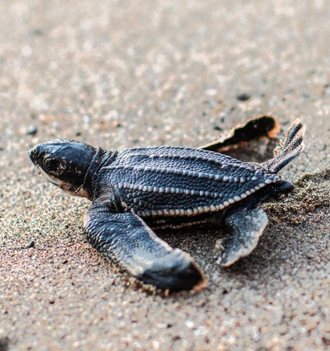 Sea Turtle Release July - December