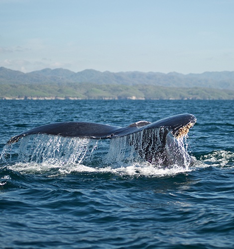 Whale Watching Cruises in Puerto Vallarta